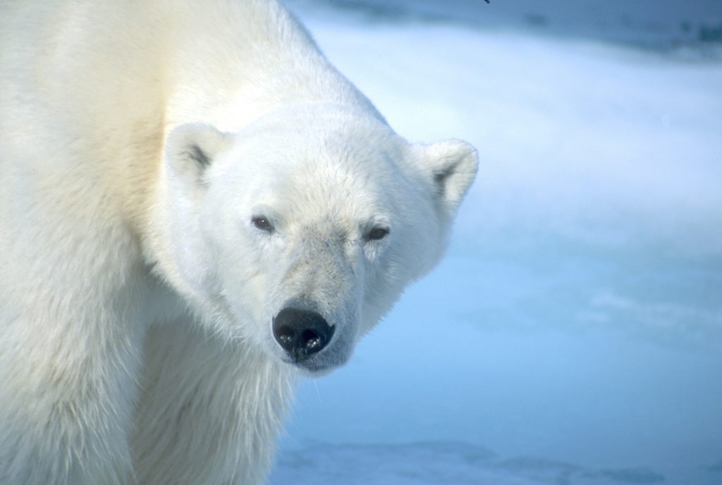 Viaggio alle Svalbard <br> 22 – 26 aprile 2026<br> con guida italiana