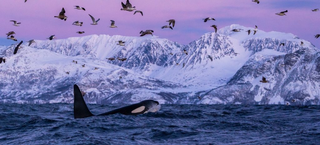 Tromso, Kilpisjarvi<br> Orche, Balene, Aurora Boreale<br>11-15 gennaio