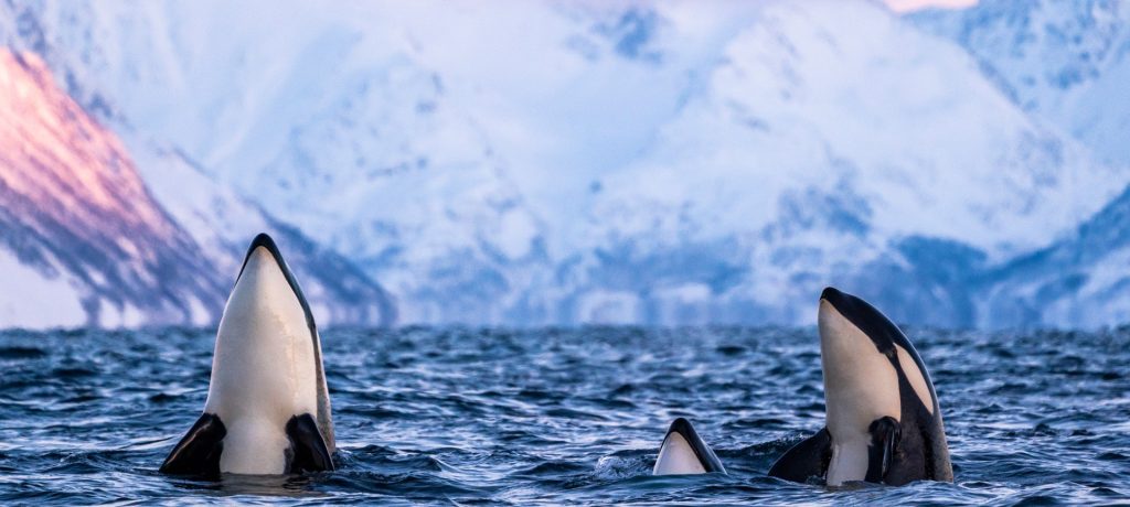 LA STAGIONE DELLE ORCHE E DELL’AURORA<br>Tromso e Lapponia<br>11-15 Gennaio