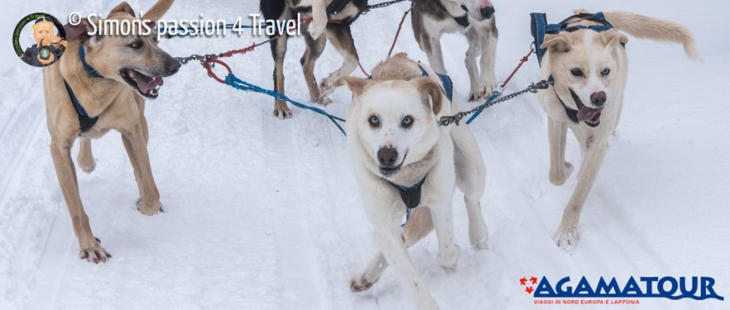 Safari con i cani da slitta in Lapponia |pernottamento nella foresta