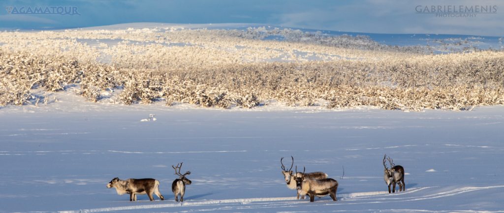 Il meglio della Lapponia fino a Capo Nord <br>nave rompighiaccio <br>8 giorni di caccia all’aurora<br> 15/22 febbraio